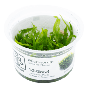 Tropica 008A Microsorum Pteropus Narrow live aquatic plants in a clear container ready for aquascaping.