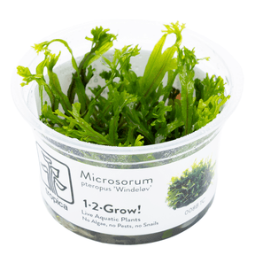 Tropica 008B Microsorum Pteropus Windeløv in a clear container, showcasing its unique lace-like leaf structure.