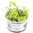 Tropica 050A Tissue Culture - Hygrophila Polysperma White in a clear container, showcasing its vibrant green and white foliage.