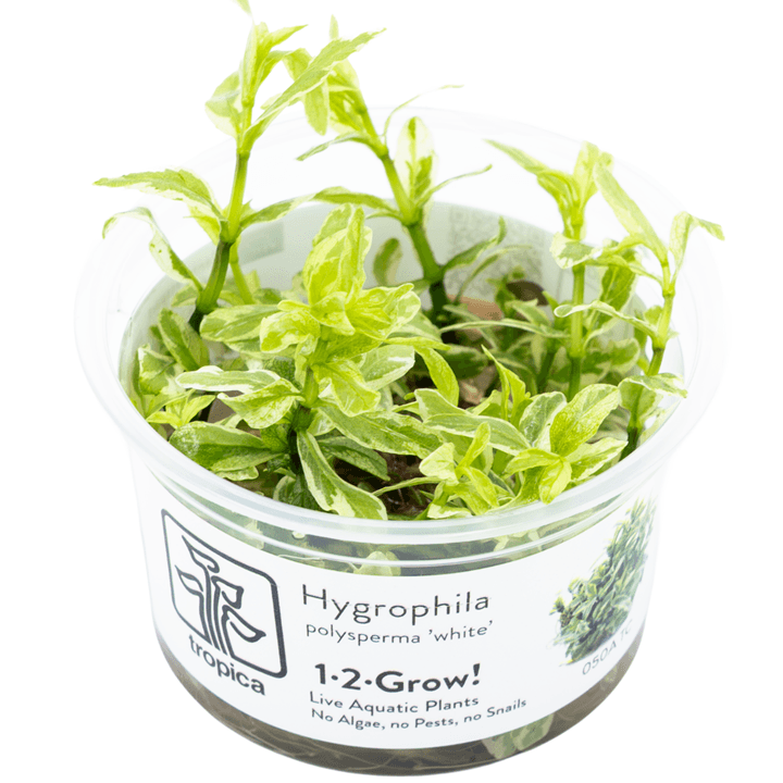 Tropica 050A Tissue Culture - Hygrophila Polysperma White in a clear container, showcasing its vibrant green and white foliage.