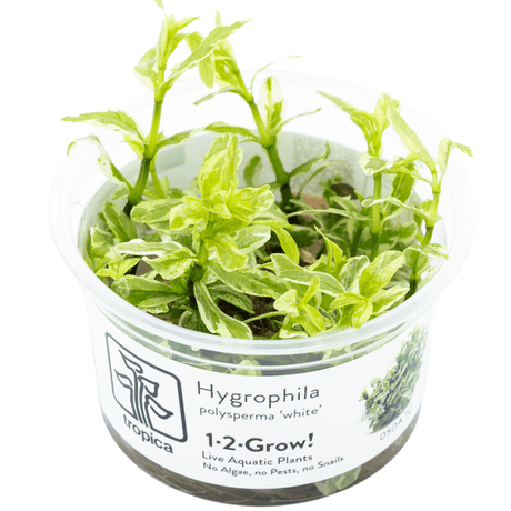 Tropica 050A Tissue Culture - Hygrophila Polysperma White in a clear container, showcasing its vibrant green and white foliage.