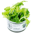 Tropica 051 Tissue Culture - Hygrophila Difformis in a transparent cup, showcasing vibrant green aquatic plant.