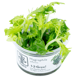 Tropica 051 Tissue Culture - Hygrophila Difformis in a transparent cup, showcasing vibrant green aquatic plant.