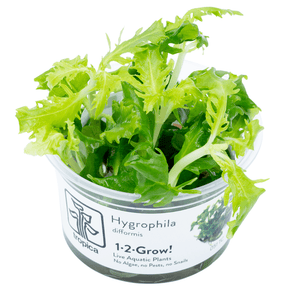 Tropica 051 Tissue Culture - Hygrophila Difformis in a transparent cup, showcasing vibrant green aquatic plant.