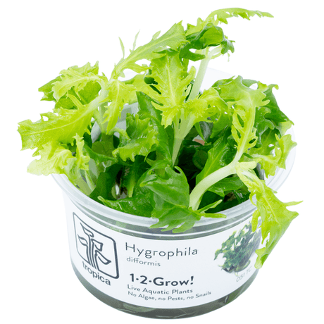 Tropica 051 Tissue Culture - Hygrophila Difformis in a transparent cup, showcasing vibrant green aquatic plant.