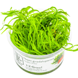 Tropica 146 Najas Guadalupensis Guppy Grass in a clear container with vibrant green leaves.
