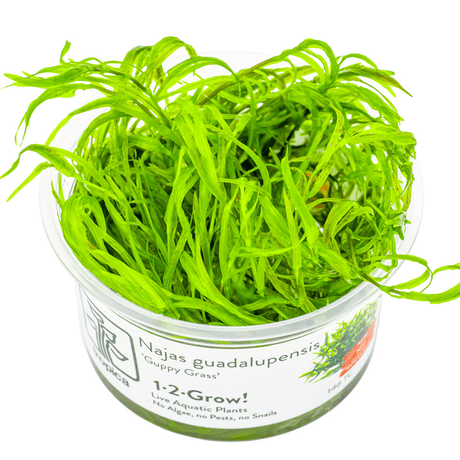 Tropica 146 Najas Guadalupensis Guppy Grass in a clear container with vibrant green leaves.