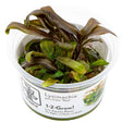 Tropica 147 Tissue Culture - Lysimachia Parvifolia Red in a plastic container showcasing aquatic plant health.