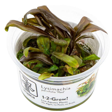 Tropica 147 Tissue Culture - Lysimachia Parvifolia Red in a plastic container showcasing aquatic plant health.