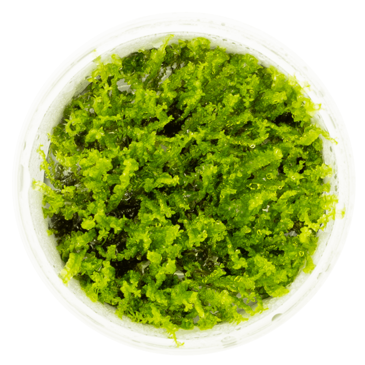 Tropica 002 Solenostoma Tetragonum Pearl Moss in a clear container showcasing its vibrant green texture.