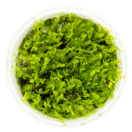 Tropica 002 Solenostoma Tetragonum Pearl Moss in a clear container showcasing its vibrant green texture.