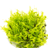 Tropica 002 Solenostoma Tetragonum Pearl Moss showcasing unique translucent leaves in vibrant green.