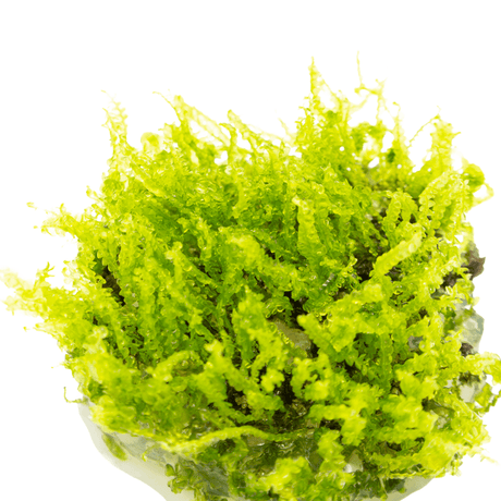 Tropica 002 Solenostoma Tetragonum Pearl Moss showcasing unique translucent leaves in vibrant green.