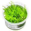 Tropica 003A Tissue Culture - Vesicularia montagnei Christmas in a cup, vibrant green moss for aquarium use.