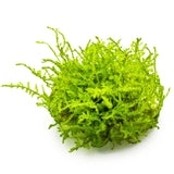 Tropica 003A Tissue Culture - Vesicularia montagnei Christmas aquarium plant in tissue culture cup.
