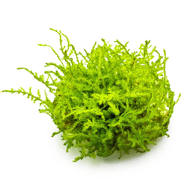 Tropica 003A Tissue Culture - Vesicularia montagnei Christmas aquarium plant in tissue culture cup.