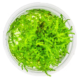 Tropica 003A Tissue Culture - Vesicularia montagnei Christmas aquarium plant in a tissue culture cup.