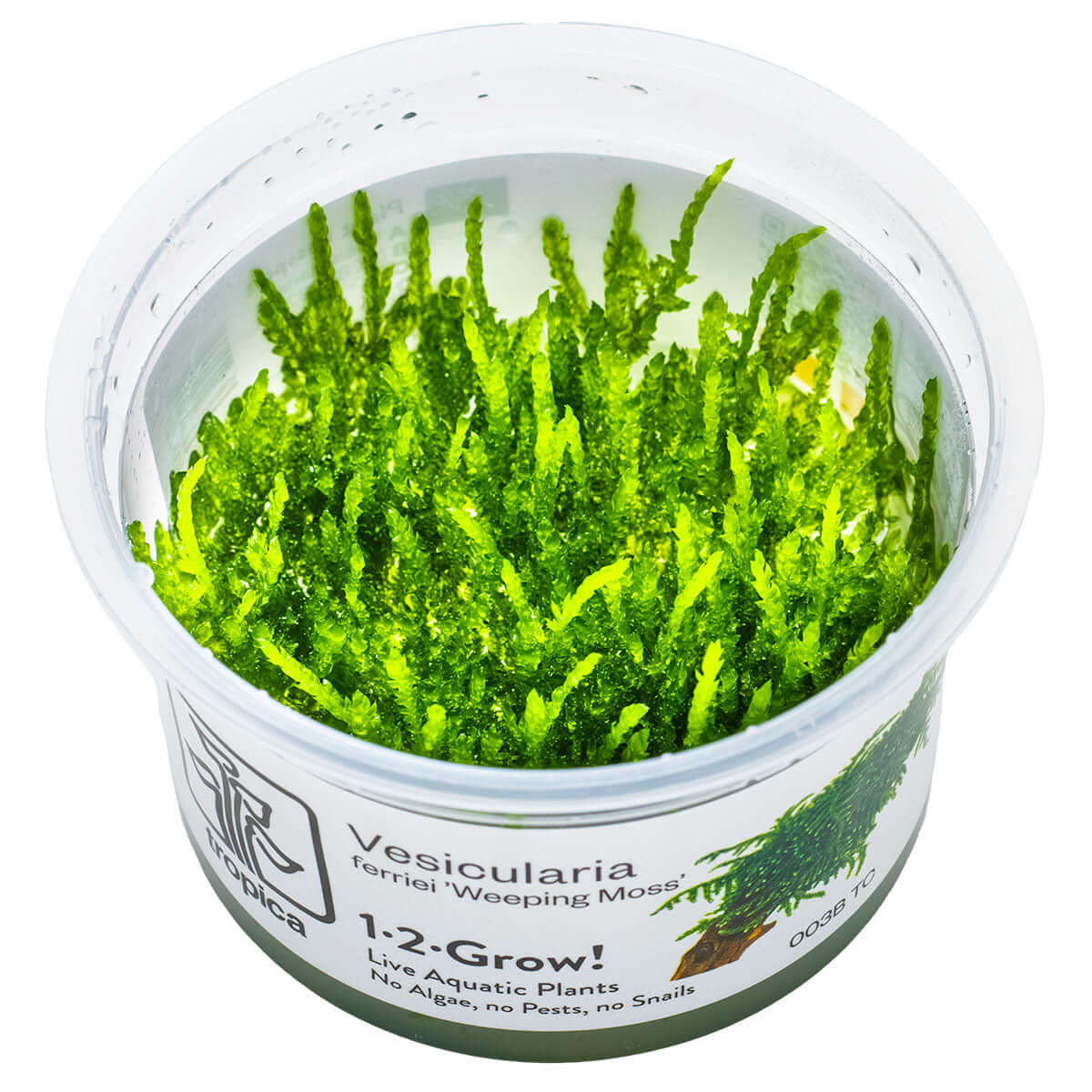 Tropica 003B Tissue Culture - Vesicularia ferriei Weeping in a clear cup, showcasing bright green hanging moss.