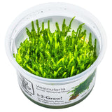 Tropica 003B Tissue Culture - Vesicularia ferriei Weeping in a clear cup, showcasing bright green hanging moss.
