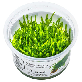 Tropica 003B Tissue Culture - Vesicularia ferriei Weeping in a clear cup, showcasing bright green hanging moss.