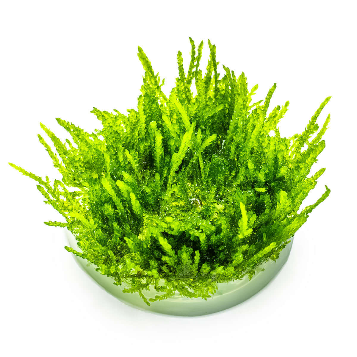 Tropica 003B Tissue Culture - Vesicularia ferriei Weeping, vibrant green Weeping Moss in tissue culture cup.