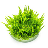 Tropica 003B Tissue Culture - Vesicularia ferriei Weeping, vibrant green Weeping Moss in tissue culture cup.