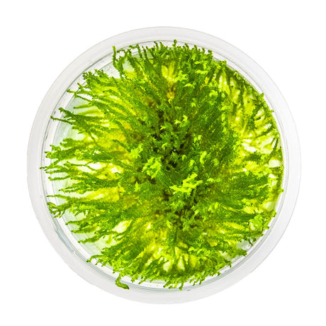 Tropica 003G Tissue Culture - Taxiphyllum Spiky aquarium plant in tissue culture cup, displaying vibrant green branched shoots.