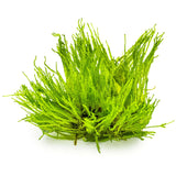 Tropica 003G Tissue Culture - Taxiphyllum Spiky aquarium plant in tissue culture cup, featuring bright green branched shoots.