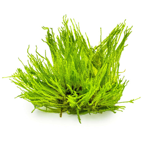 Tropica 003G Tissue Culture - Taxiphyllum Spiky aquarium plant in tissue culture cup, featuring bright green branched shoots.