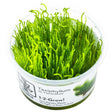 Tropica 003H Tissue Culture - Taxiphyllum Flame aquarium plant in tissue culture cup.