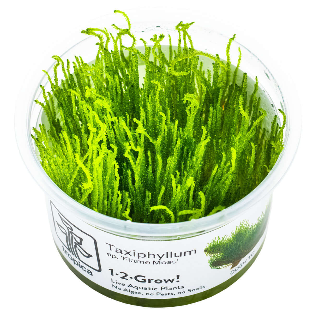 Tropica 003H Tissue Culture - Taxiphyllum Flame aquarium plant in tissue culture cup.