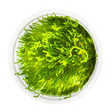 Tropica 003H Tissue Culture - Taxiphyllum Flame in a clear cup, showcasing vibrant green moss.