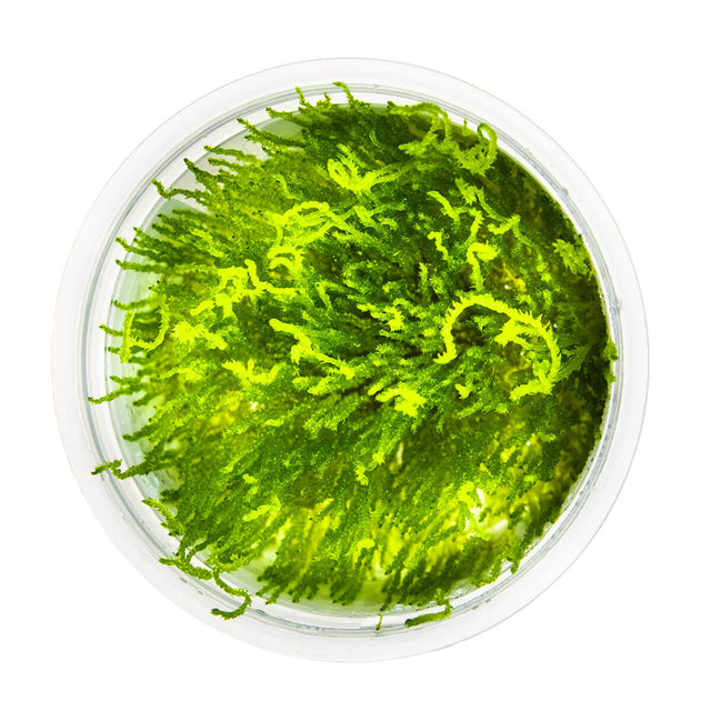 Tropica 003H Tissue Culture - Taxiphyllum Flame in a clear cup, showcasing vibrant green moss.