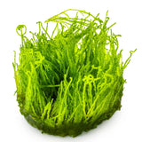 Tropica 003H Tissue Culture - Taxiphyllum Flame aquarium plant in tissue culture cup.