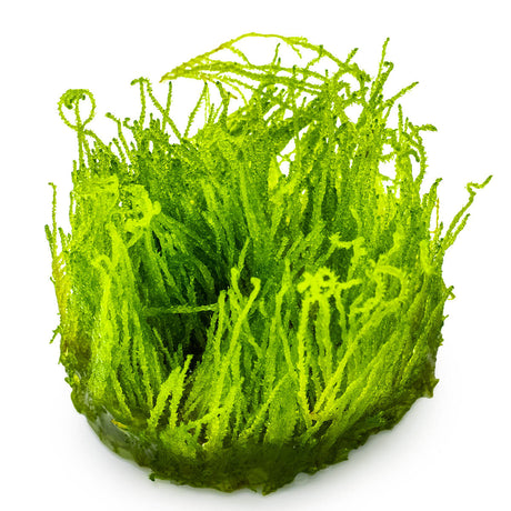 Tropica 003H Tissue Culture - Taxiphyllum Flame aquarium plant in tissue culture cup.