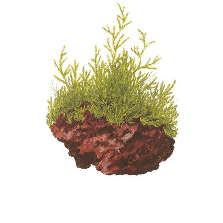 Tropica 003 Tissue Culture - Taxiphyllum barbieri aquarium plant on a decorative rock surface.