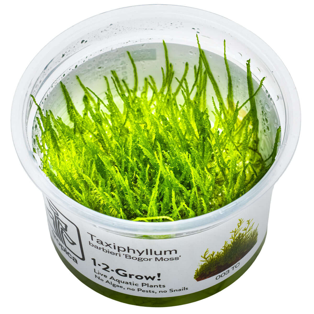 Tropica 003 Tissue Culture - Taxiphyllum barbieri in a clear cup, showcasing vibrant green moss for aquarium decoration.