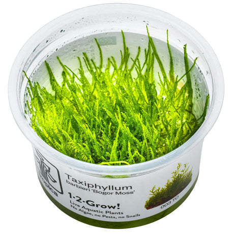 Tropica 003 Tissue Culture - Taxiphyllum barbieri in a clear cup, showcasing vibrant green moss for aquarium decoration.