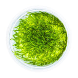 Tropica 003 Tissue Culture - Taxiphyllum barbieri in a clear cup, vibrant green aquarium plant for decoration.