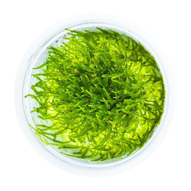 Tropica 003 Tissue Culture - Taxiphyllum barbieri in a clear cup, vibrant green aquarium plant for decoration.
