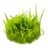Tropica 003 Tissue Culture - Taxiphyllum barbieri vibrant green aquarium plant in tissue culture format.