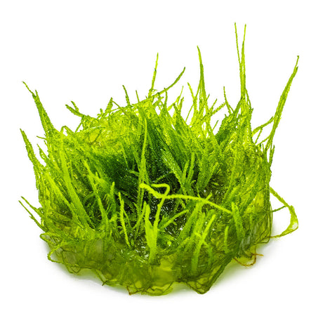 Tropica 003 Tissue Culture - Taxiphyllum barbieri vibrant green aquarium plant in tissue culture format.