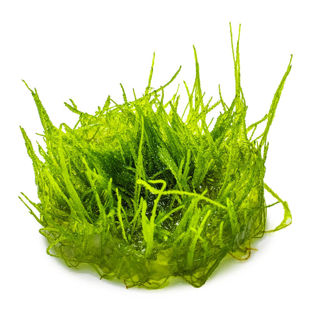 Tropica 003 Tissue Culture - Taxiphyllum barbieri vibrant green aquarium plant in tissue culture format.