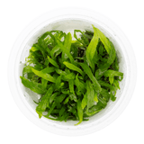 Tropica 008A Microsorum Pteropus Narrow in a clear container, vibrant green narrow leaf Java Fern.