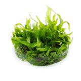Tropica 008A Microsorum Pteropus Narrow - Narrow Leaf Java Fern with long, slender green leaves for aquascaping.