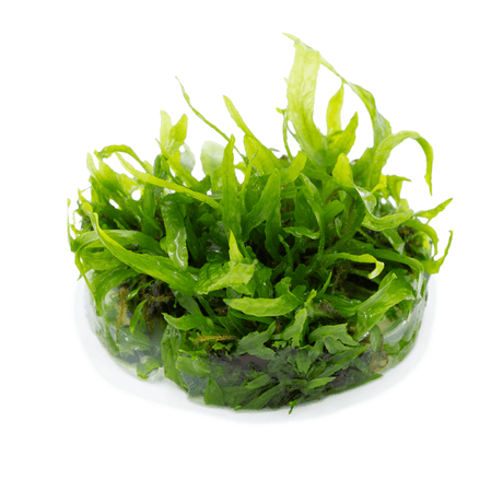 Tropica 008A Microsorum Pteropus Narrow - Narrow Leaf Java Fern with long, slender green leaves for aquascaping.