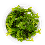 Tropica 008B Microsorum Pteropus Windeløv aquatic plant in a clear container showcasing branched leaf tips.