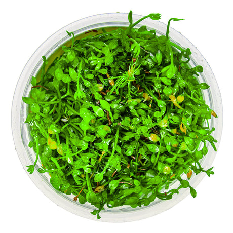 Tropica 010B Tissue Culture - Marsilea Minuta in a clear container, showcasing vibrant green leaves.