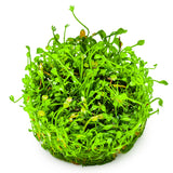 Tropica 010B Tissue Culture - Marsilea Minuta depicted in a lush green carpet-like display.