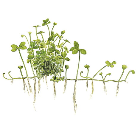Tropica 010 Tissue Culture - Marsilea hirsuta illustration showcasing the unique leaves and roots of the plant.